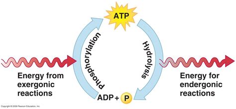 Meaning of adp medical term. How do living things use ATP? | Socratic
