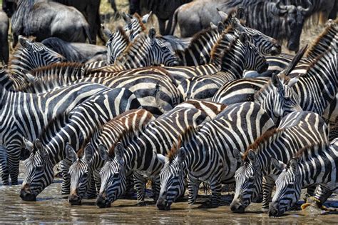 Download African Animals Watering Hole Wallpaper