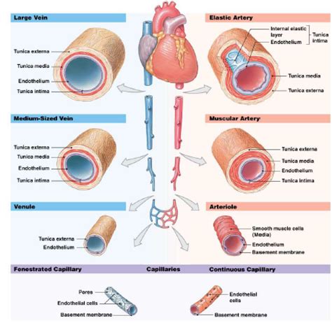 Blood vessels can be damaged by the effects of high blood glucose levels and this can in turn cause damage to organs, such as the heart and eyes, if significant blood vessel damage is sustained. 16. Blood vessels/flow - Anatomy & Physiology Biol121 with ...