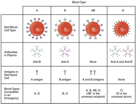 In The Following Table Of Human Abo Groups Fill Up The Blanks I Ii