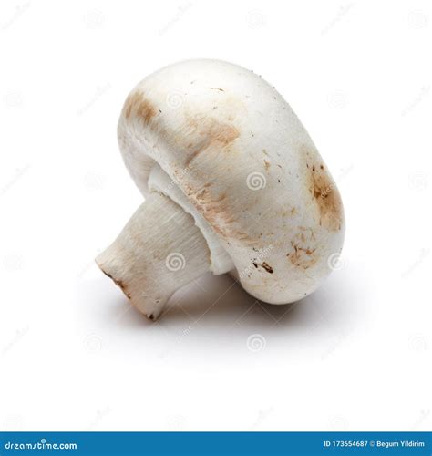 Mushroom Isolated On White Background Stock Image Image Of Champignon