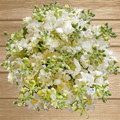 Spray Stock Flowers Pack 50 Stems More Colors Available Ebloomsdir