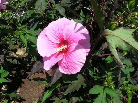 How To Grow Hardy Hibiscus Growing And Caring For Hardy Hibiscus