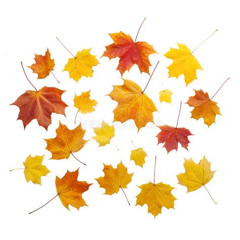 Autumn Golden Leaves Maple Isolated Stock Image Image Of Golden