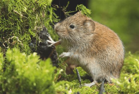 Guide To Shrews Mice And Voles