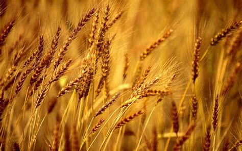 Wheat Harvest Wallpapers Top Free Wheat Harvest Backgrounds WallpaperAccess