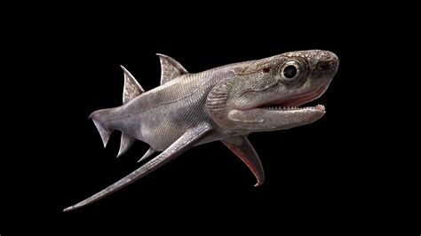 Chinese Fish Fossils Take A Bite Out Of Mystery Of Origin Of Jaws Reuters