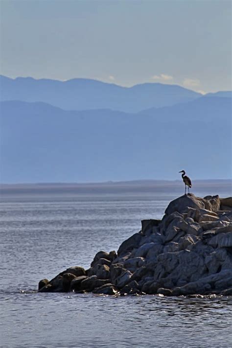 Great Blue Heron Salton Sea Ca Chriscrssd Flickr