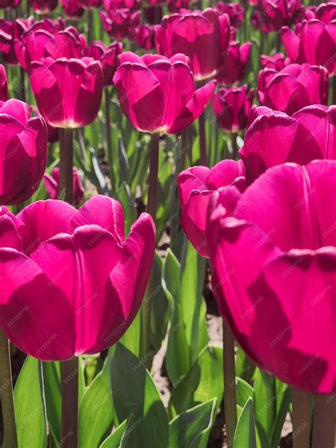 Un Campo De Tulipanes Morados Flor Floreciente Flores De Primavera