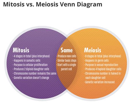 Venn Diagram For Mitosis And Meiosis My Xxx Hot Girl