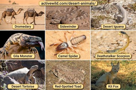 Desert Animals List With Pictures And Amazing Facts