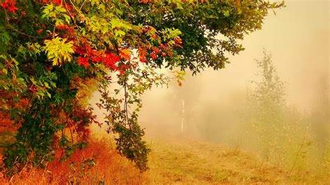 Tree In Foggy Autumn Forest Hd Wallpaper Background