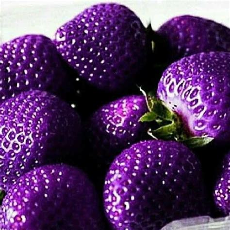 Pin By 𝓐𝔃𝓪𝓵𝓮𝓪𝓼 On ᴀᴇꜱᴛʜᴇᴛɪᴄꜱ Purple Strawberry All Things Purple Purple