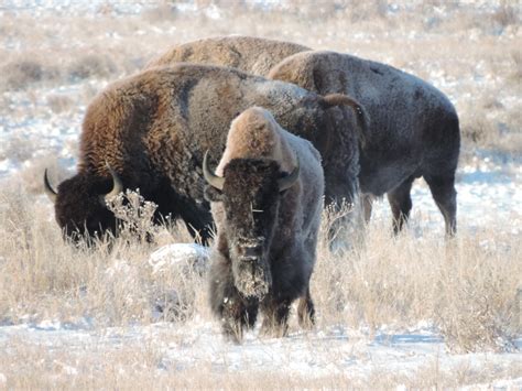 Bison Of Rocky Mountain Arsenal National Wildlife Refuge Flickr