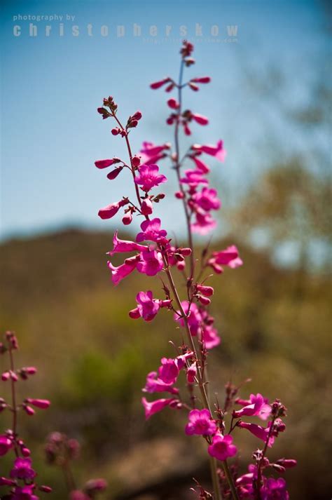 Your child can learn about cacti, kangaroo rats, camels, and other desert flora and fauna with our desert coloring pages. Sonoran desert flower | Arizona wildflowers, Desert ...