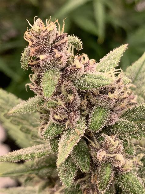 Blackberry Auto From Auto Seeds Looking Tasty At Day 60 : r/Autoflowers