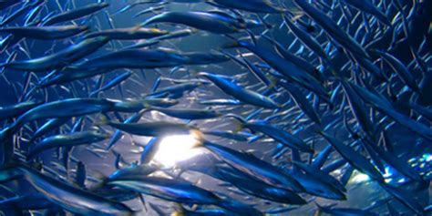 Plava riba plovi svijetom — Coolinarika
