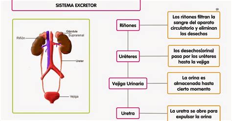 Mapa Conceptual Sistema Excretor Humano Mapa Conceptu Vrogue Co