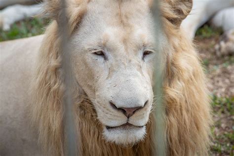 White Lion Animal Facts