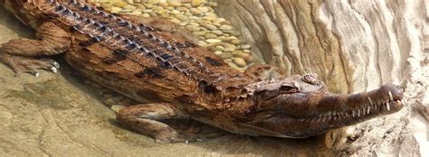 Tomistoma Facts And Information Seaworld Parks And Entertainment