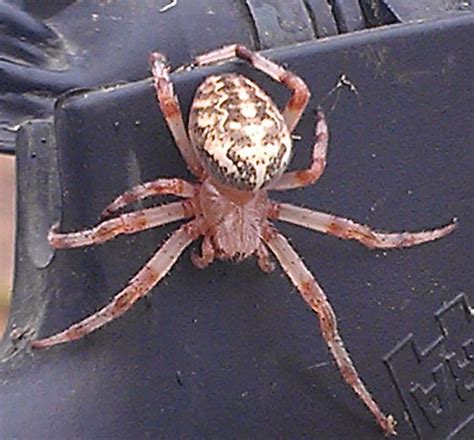Spiders Found In Minnesota Wolf Spider