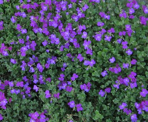 Check out these awesome flowering ground cover plants that you can grow in your garden with ease to add a dash of colors! Purple Ground Cover Flowers | Love Em! | Laura Nolph | Flickr