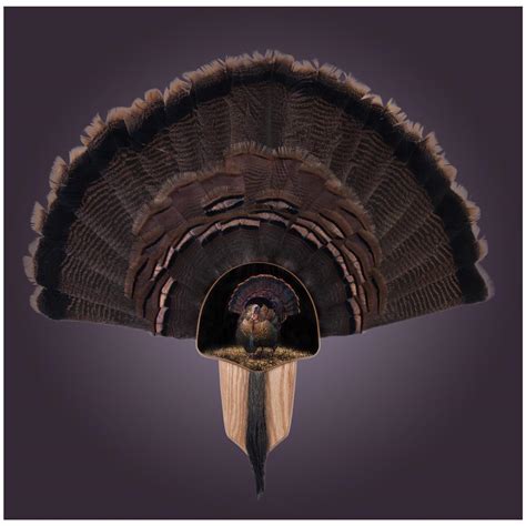 walnut hollow oak image c turkey fan mount kit 616364 taxidermy at sportsman s guide