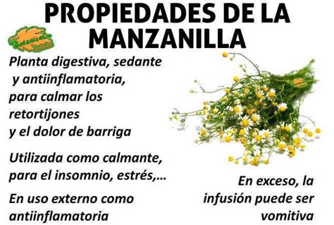 Propiedades Medicinales De La Manzanilla Botanical Online