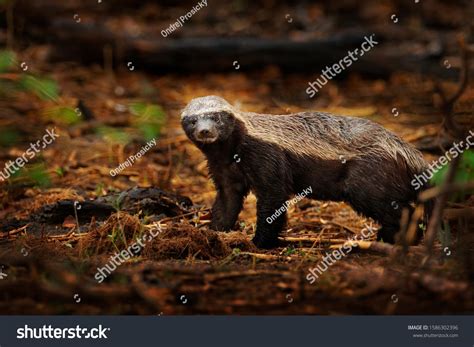Honey Badger Mellivora Capensis Also Known As The Ratel In The Dark