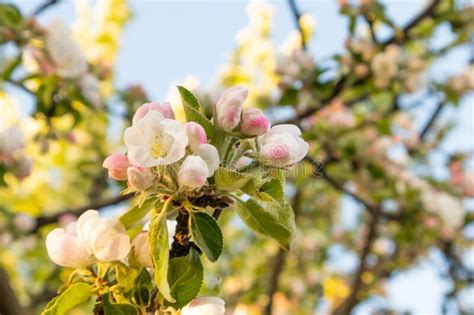 Sunny Spring Day Green Blooming Garden Beautiful Pink White Apple Tree