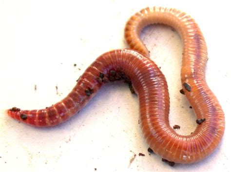 Teach Kids About Earthworms Life Cycle And Worm Farming Hubpages