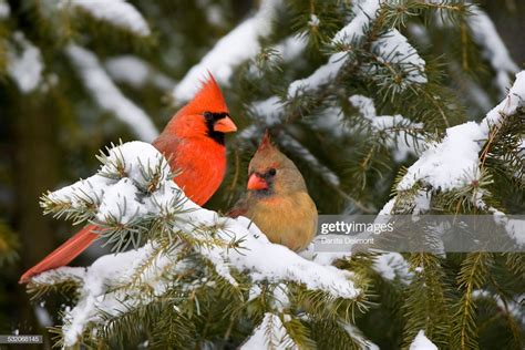 Northern Cardinal Male And Female In Spruce Tree In Winter