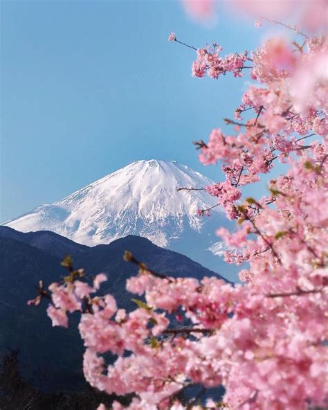 Cherry Blossoms Around Mount Fuji Japan Photograph Amaimizu