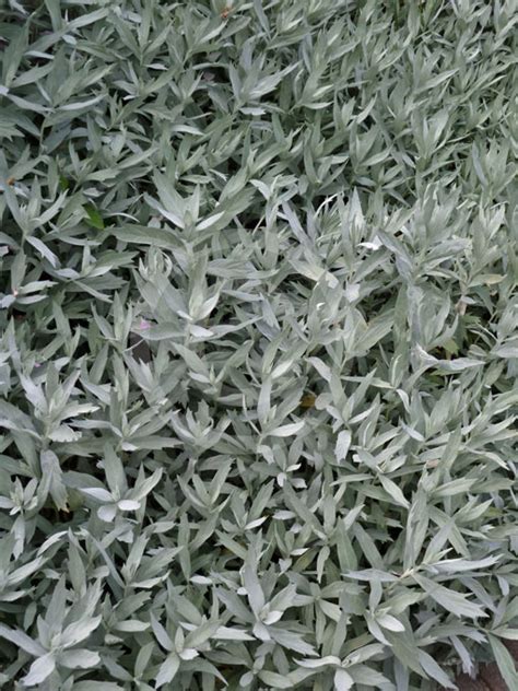Artemisia Ludoviciana Candicans Dakota White Sage Brush