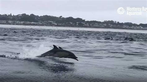Watch Superpod Of Dolphins Stampede Off Pacific Grove Coast
