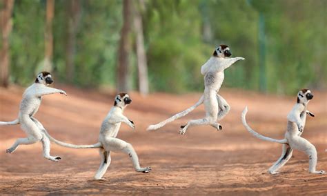 Lemurs Stunning Time Lapse Photography Captures The Movement Of Rare