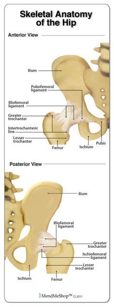 8 Best Anatomy Of Hip Images In 2020 Anatomy Hip Anatomy Greater