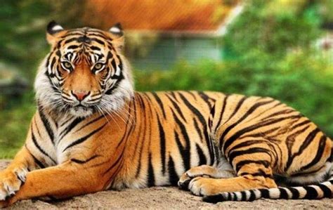 Elang hitam is an unmanned aerial vehicle (uav) being developed by pt dirgantara indonesia in cooperation with a consortium of five other institutions. A tiger, a wolf and a cheetah amongst the exotic pets ...