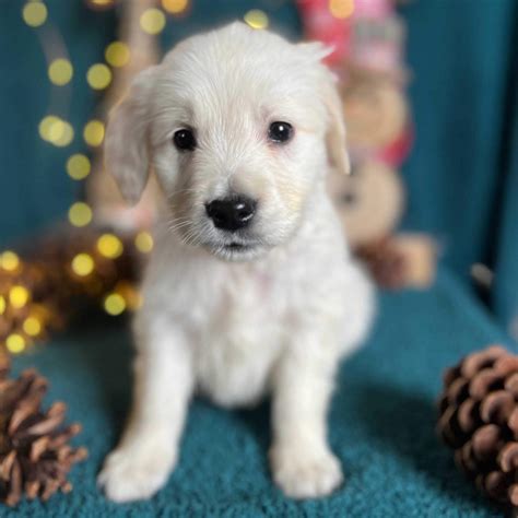 Cream Golden Retriever Puppy - Joy - Sushi's English Goldens