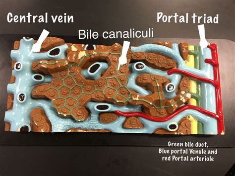 Once the outage is completed you will no longer receive this notification. Liver lobule, hexagonal cell cross section. Central vein ...