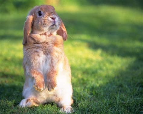 Why Do Rabbits Stand On Their Hind Legs Bunnycare