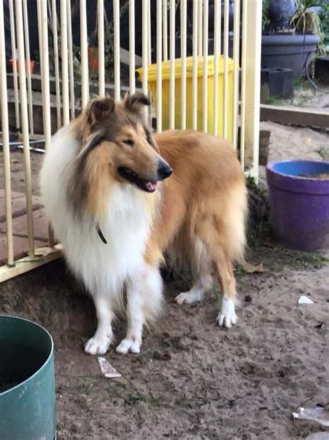 Collie Rough Lassie Puppy Female 14 Weeks Pure Bred