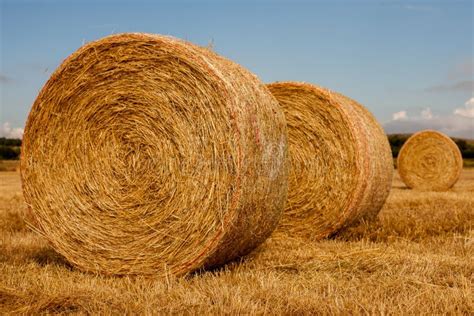 Wheat Field After Harvest With Straw Bales At Sunset Stock Photo