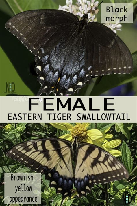 Eastern Tiger Swallowtail Nikki Lynn Design
