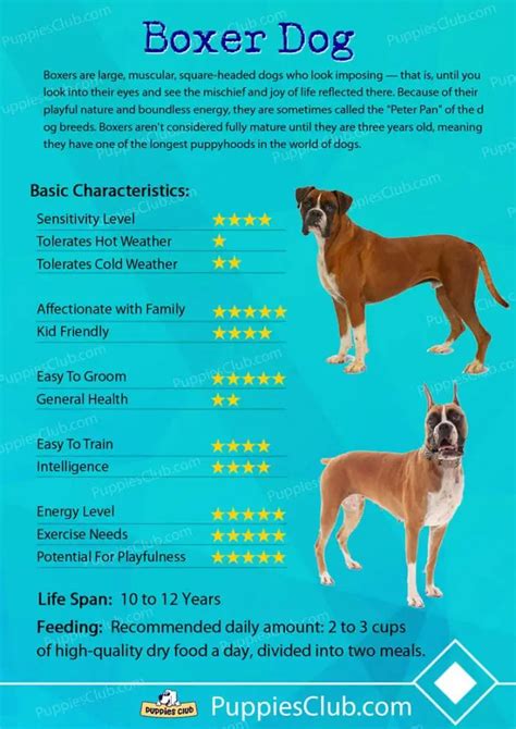 Boxer Dogs Dog Breed Information Personality Pictures Videos