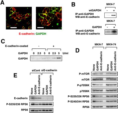 Extracellular Secreted Gapdh Bound To E Cadherin A Mkn 7 Cells