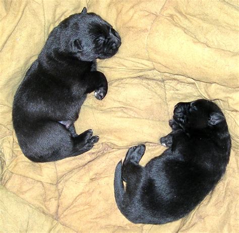 We did not find results for: BLACK GERMAN SHEPHERD PUPPIES