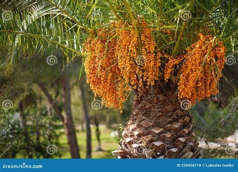Pindo Jelly Palm Butia Capitata Yellow Fruits Hanging From A Tree Stock