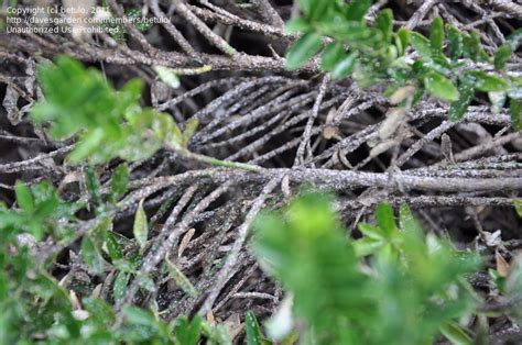 Garden Pests And Diseases Holly Shrub Dying Off 1 By Betulo