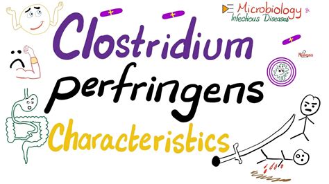 Clostridium Perfringens Characteristics Microbiology 🧫 Youtube